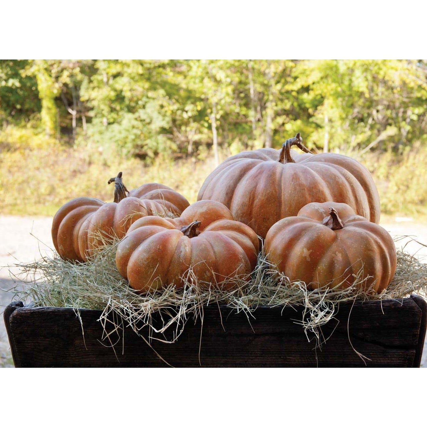 Park Hill Collection Rustic Modern Big Papa Pumpkin