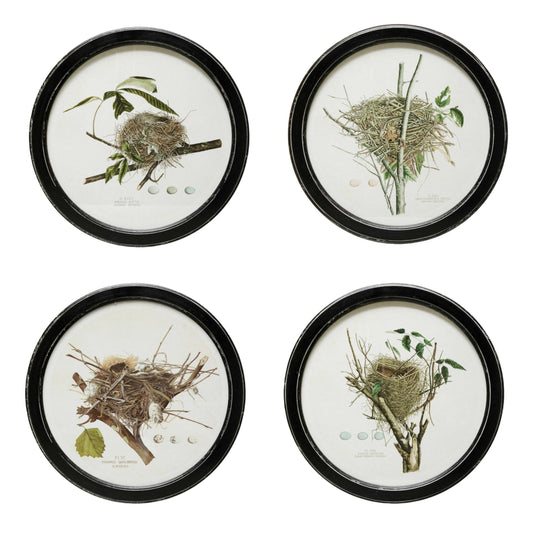 Creative Co-Op Framed Wall Decor with Vintage Reproduction Nest Print, Multicolor, Set of 4